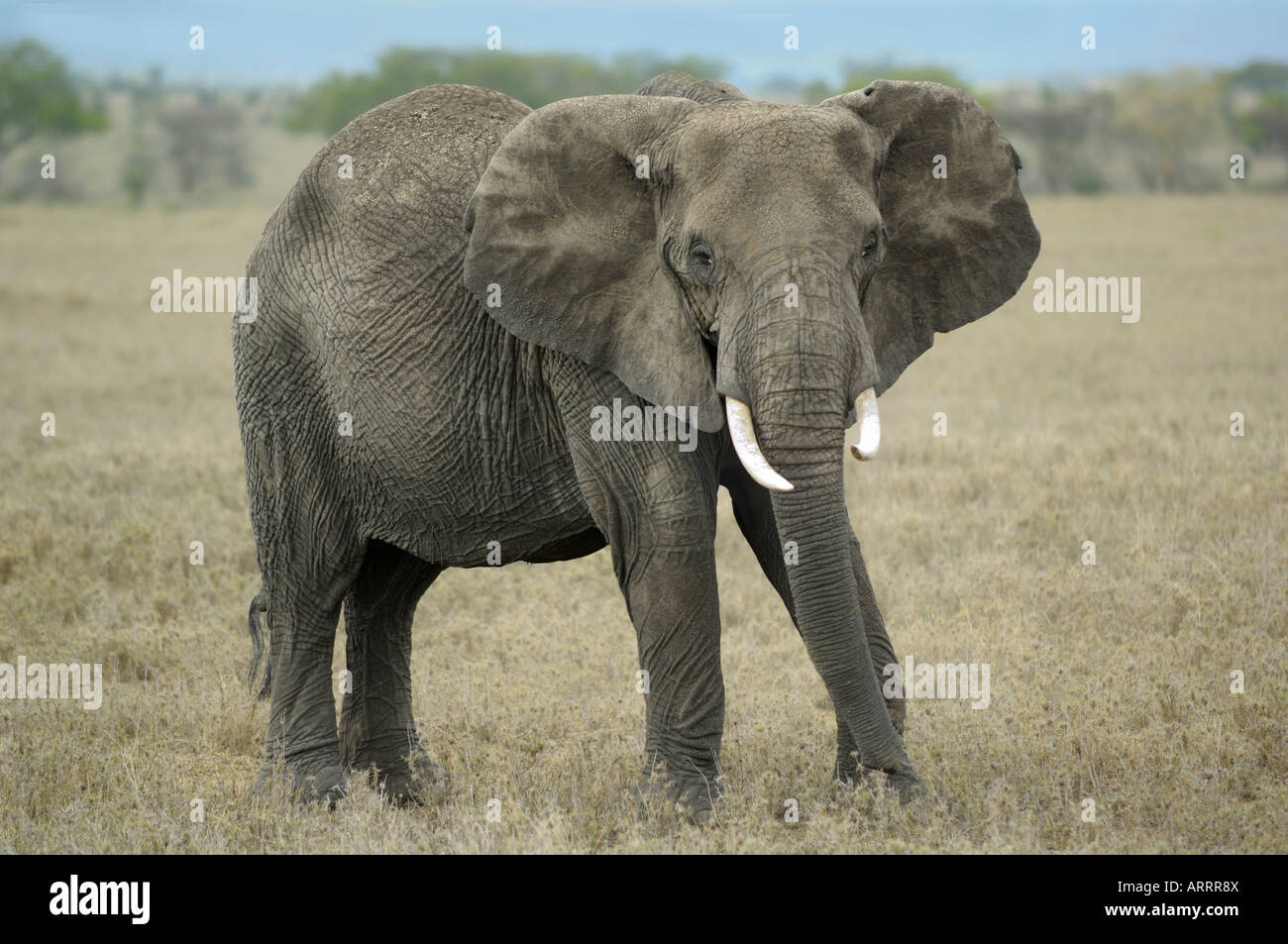 Elephant,un'elefante africano in estrema siccità volta Gennaio 2006,Serengeti,Tanzania Foto Stock