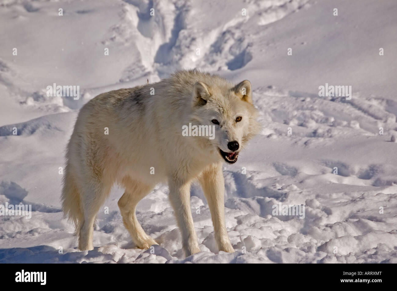 Un lupo artico. Foto Stock