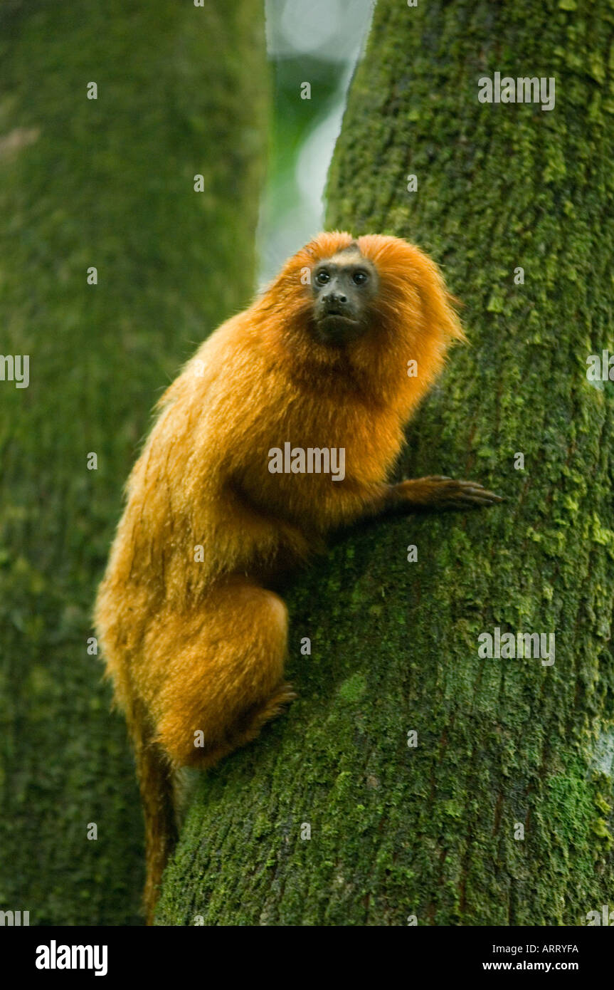 Golden Lion Tamarin (Leontopithecus rosalia) Selvatica, Poco das Antas Reserve, foresta atlantica, a sud-est del Brasile Foto Stock