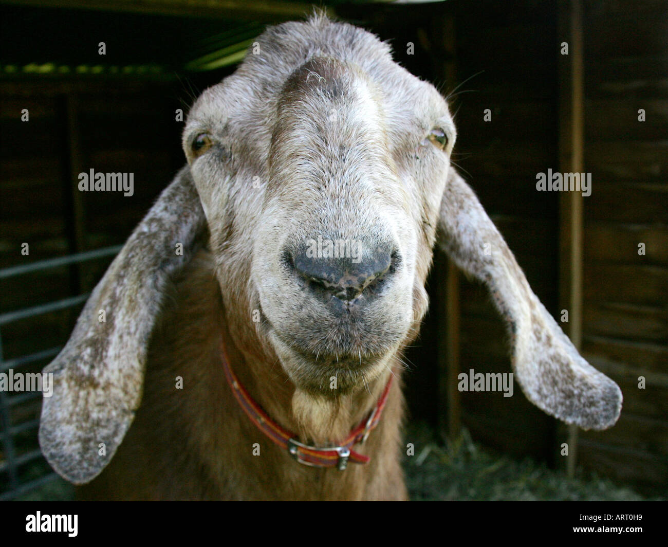 Una capra sorridente. Foto Stock
