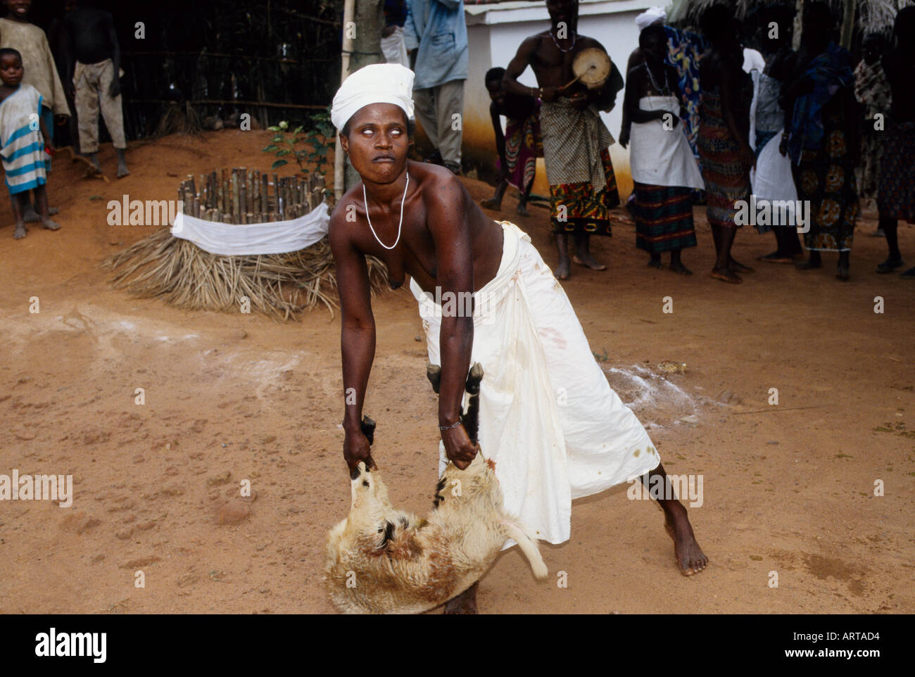 Con la forza dell'età la donna posseduta parla di ciò che deve essere fatto nella cerimonia di guarigione Age verleiht seinem Medium ungeahnte Kraft Leichthaendig wirbelt die Frau den Tierkadaver herum Dabei ruft sie die Goetter um Unterstuetzung an Foto Stock