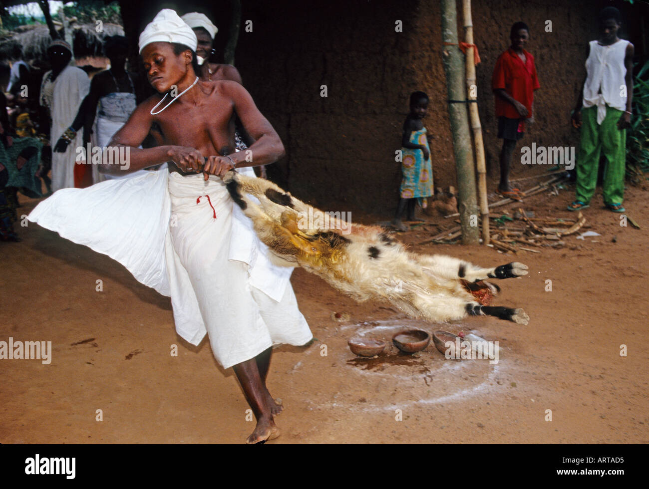 Con la forza dell'età la donna posseduta parla di ciò che deve essere fatto nella cerimonia di guarigione Age verleiht seinem Medium ungeahnte Kraft Leichthaendig wirbelt die Frau den Tierkadaver herum Dabei ruft sie die Goetter um Unterstuetzung an Foto Stock