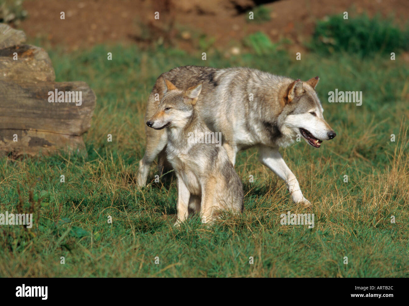 European Wolf Canis lupus Foto Stock