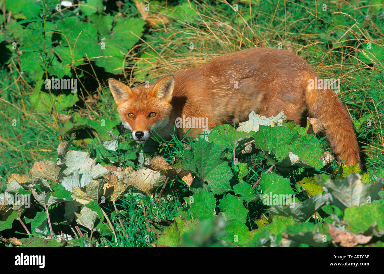 Volpe Vulpes vulpes caccia in macchia terra Norfolk Foto Stock