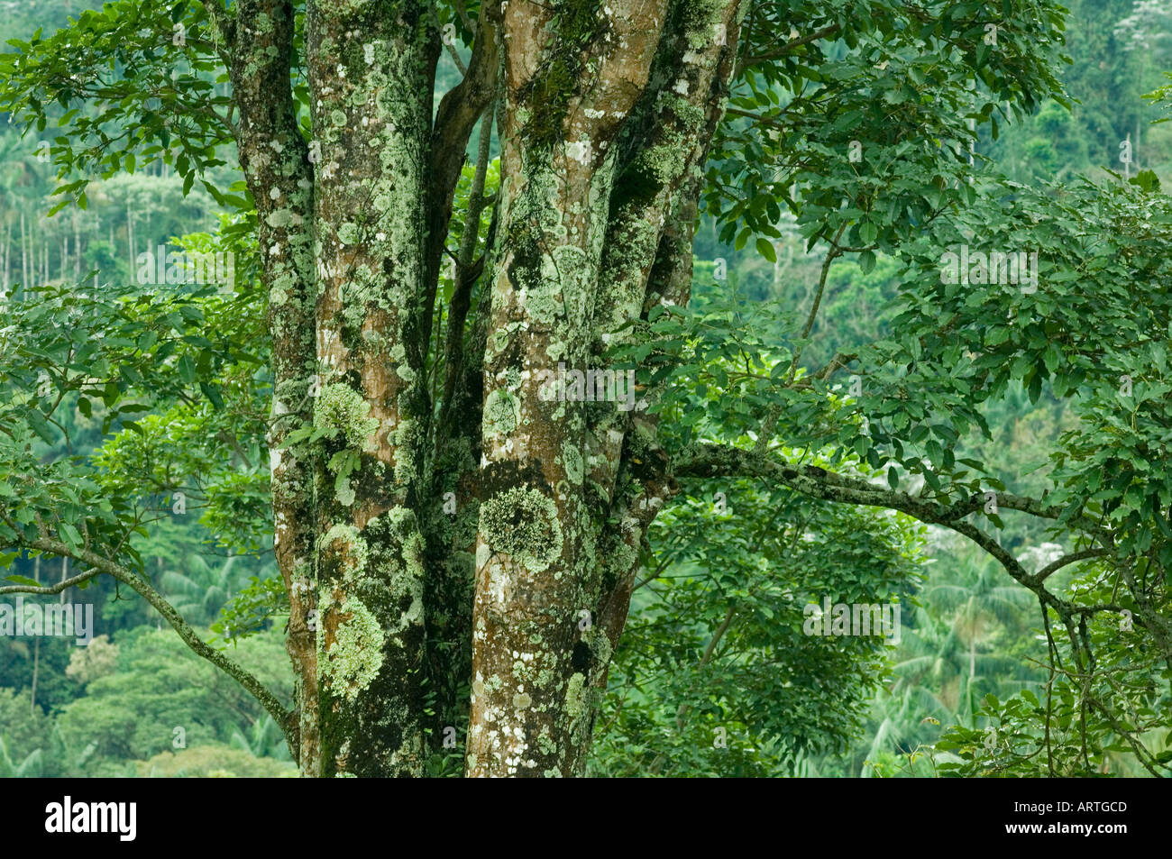 Il Brasile, Stato di Rio, Itatiaia National Park, la Mata Atlantica, foreste montane dettaglio Foto Stock