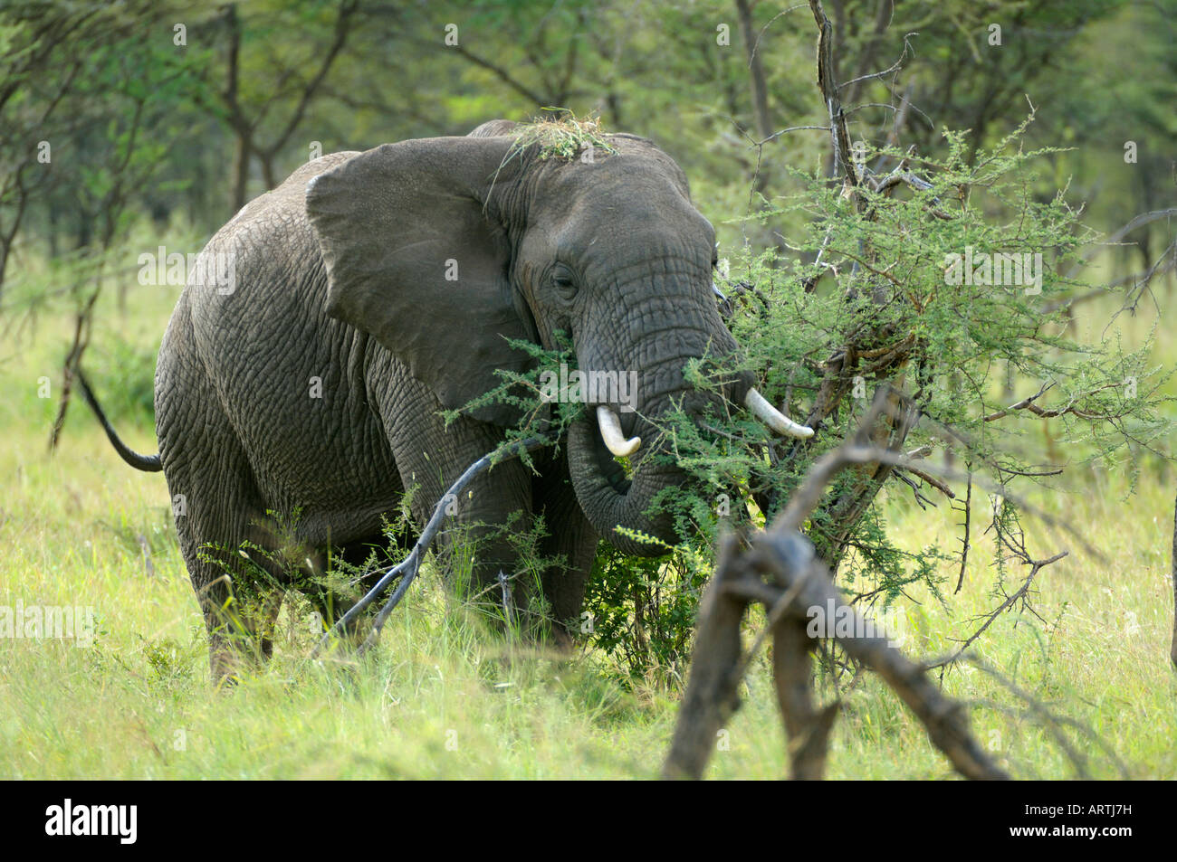 Elephant,un'elefante africano mangia una boccola,Serengeti,Tanzania Foto Stock