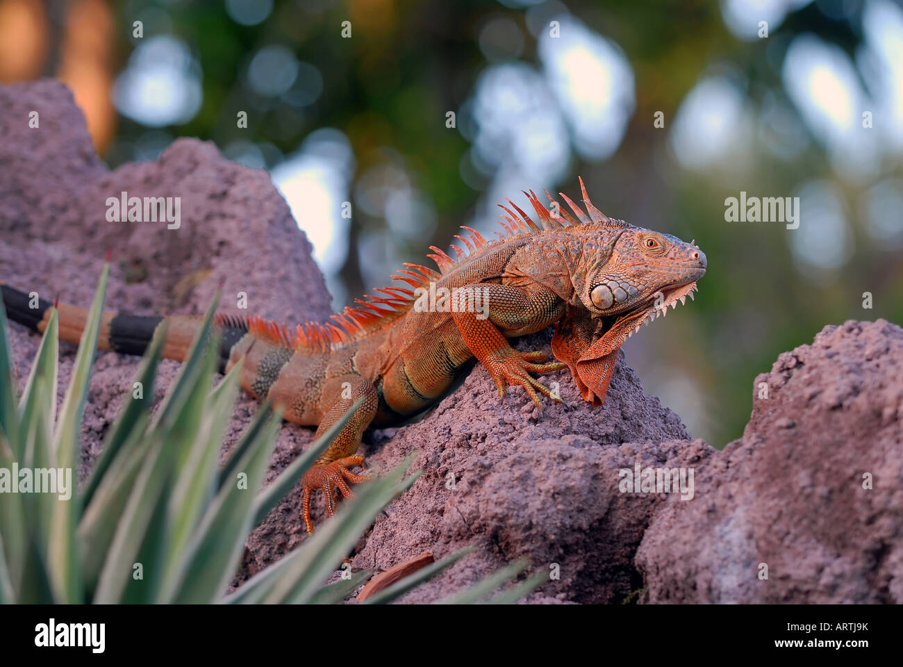 Iguana sulle rocce Foto Stock
