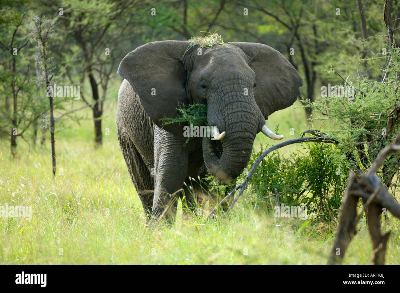 Elephant,un'elefante africano mangia una boccola,Serengeti,Tanzania Foto Stock