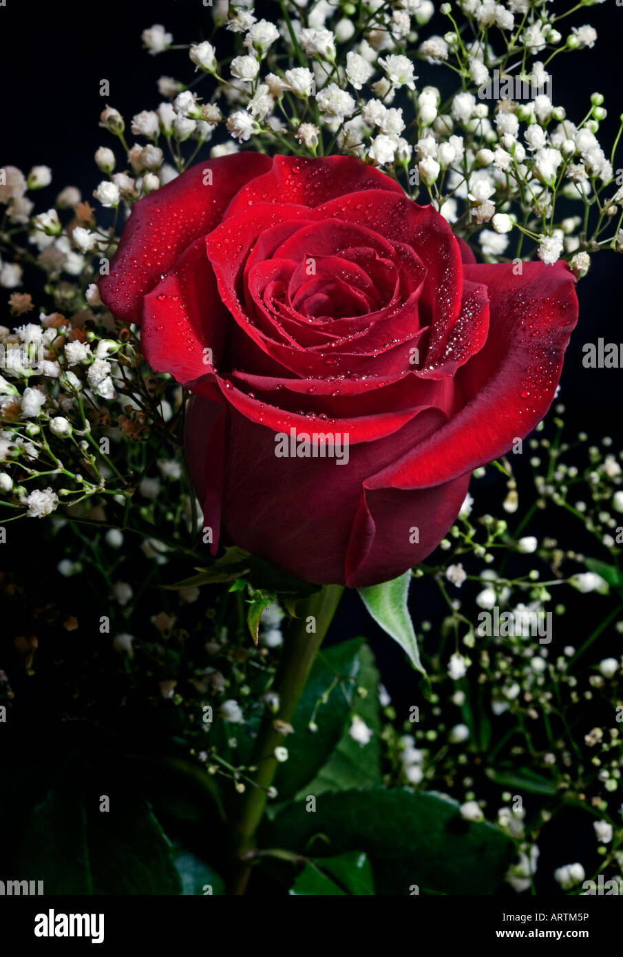 Red Rose e Gypsophila Foto Stock