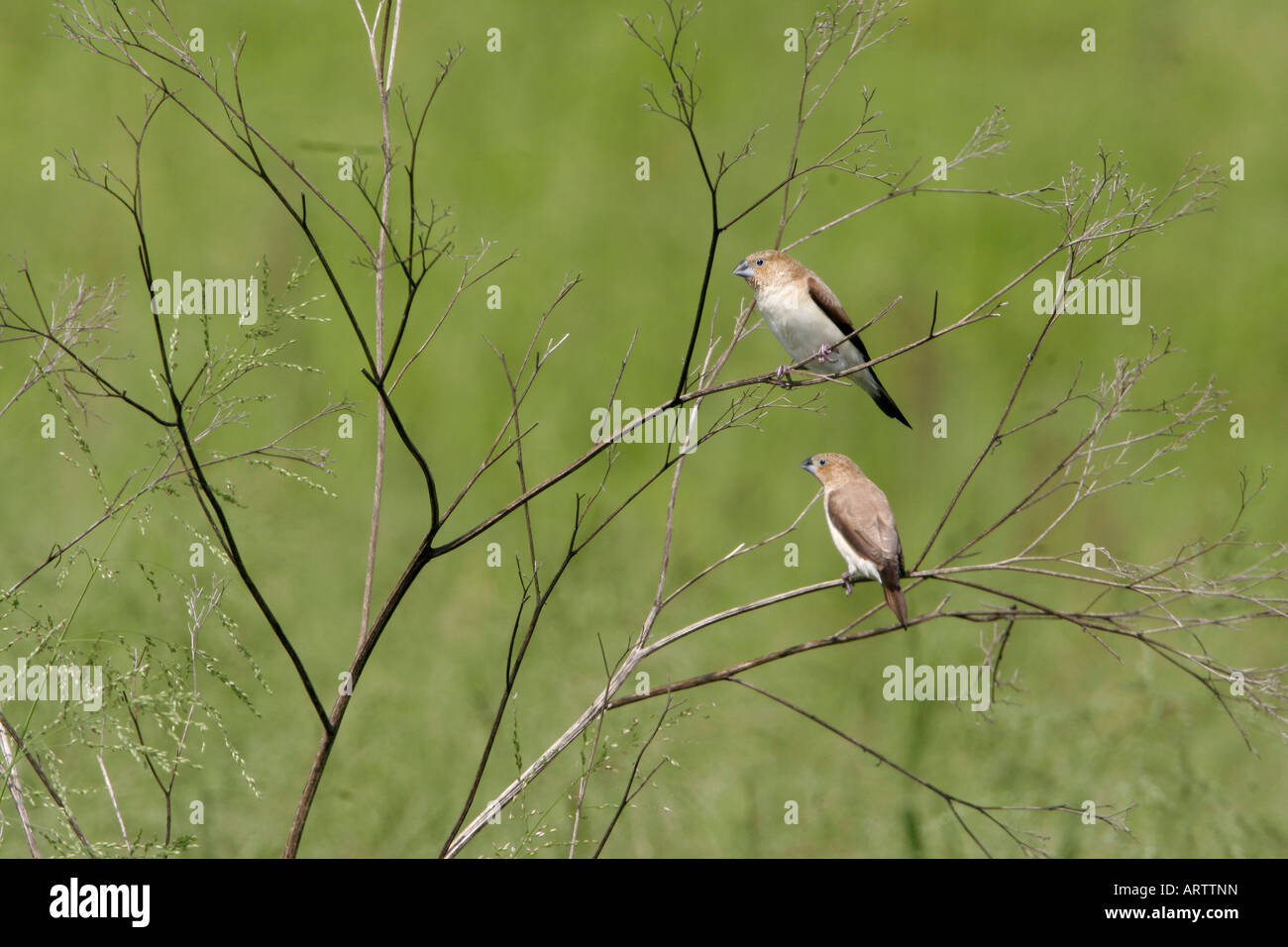 African silverbill(Lonchura malabarica) introdotto per tutte le principali isole hawaiane e trovato in aree asciutte o praterie Foto Stock