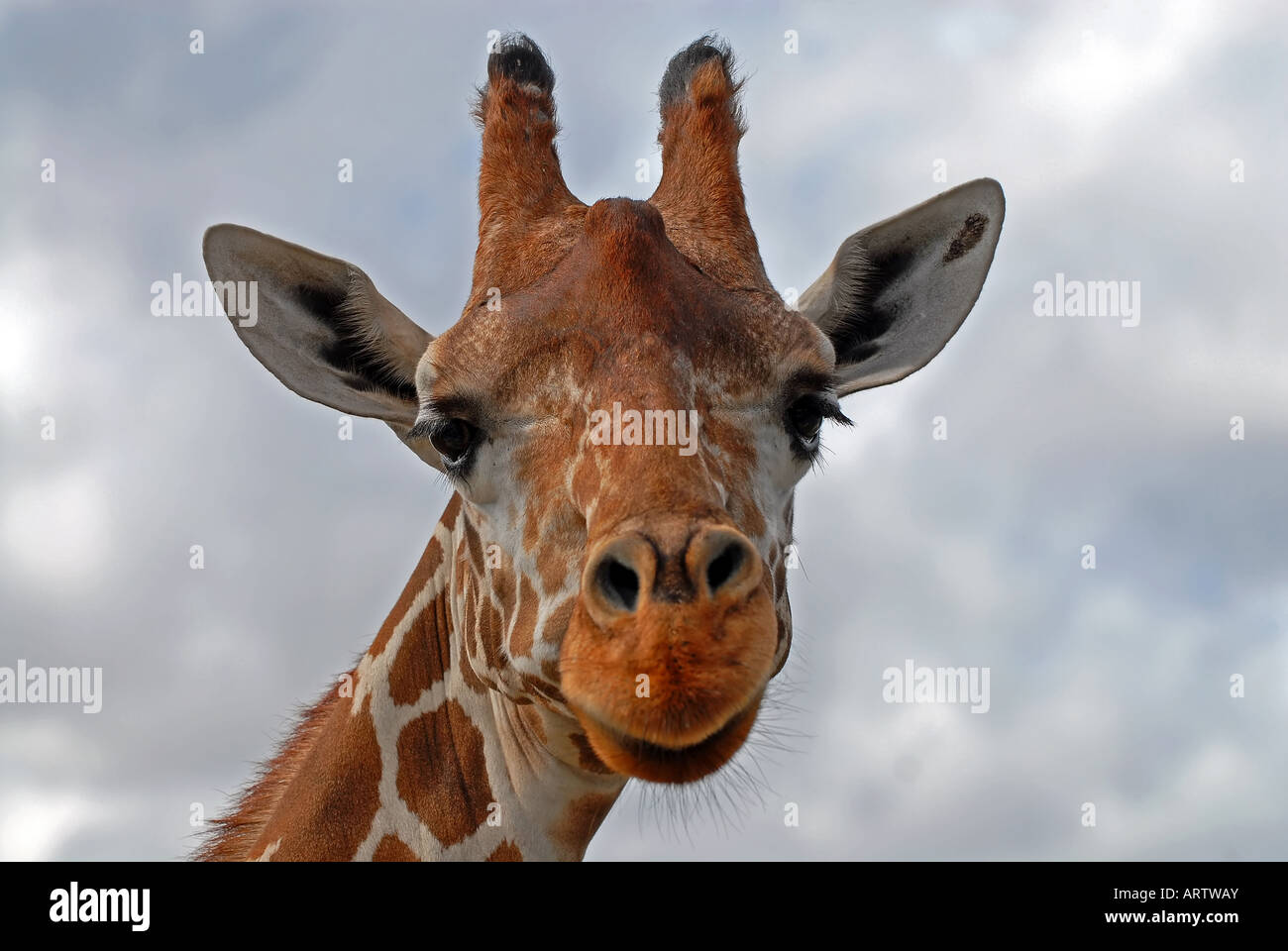 Giraffa Foto Stock