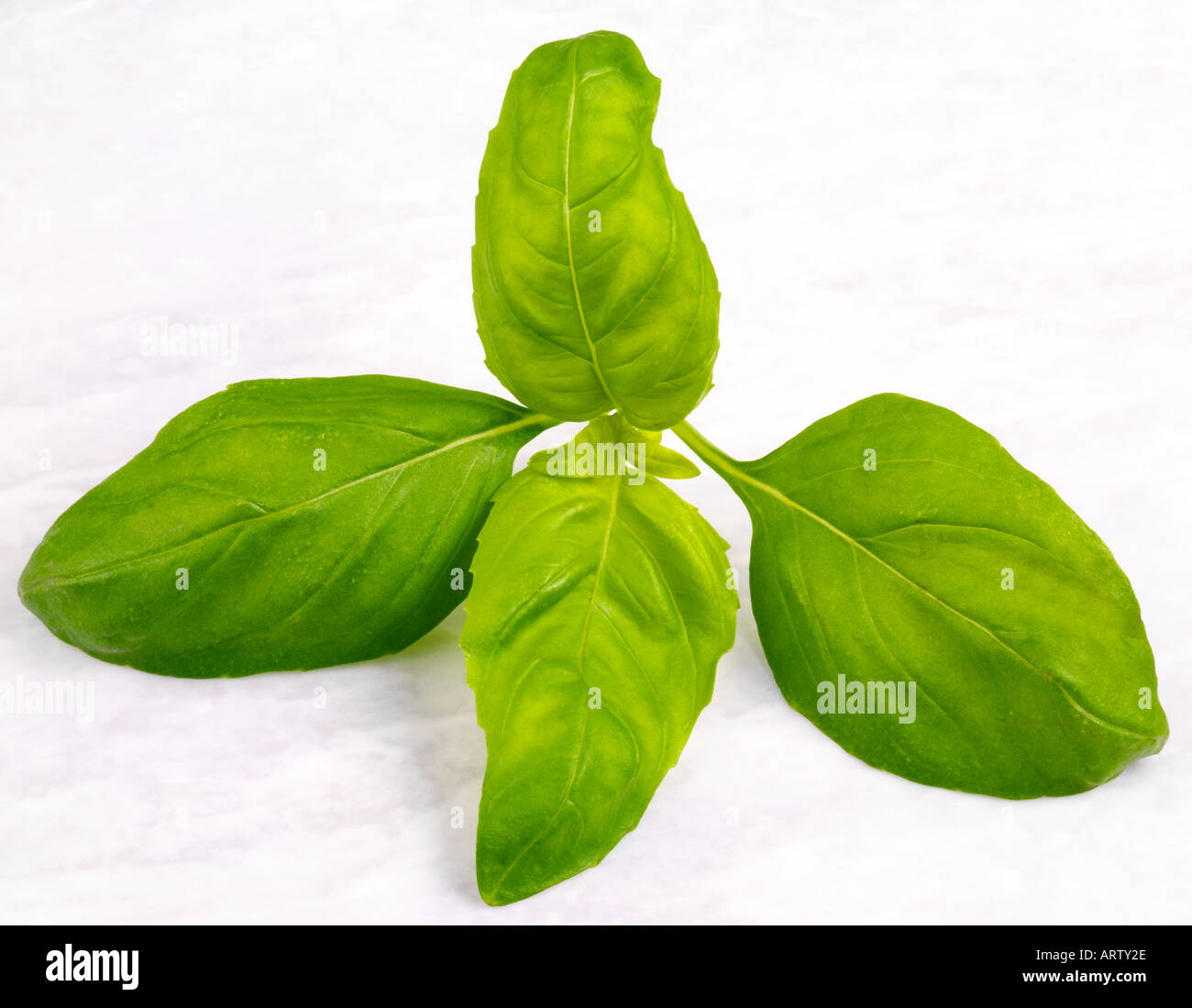 FOGLIE DI BASILICO Foto Stock