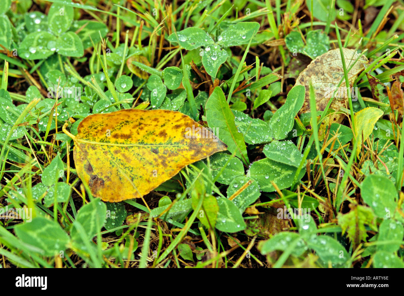 Caduto Aspen Leaf Foto Stock