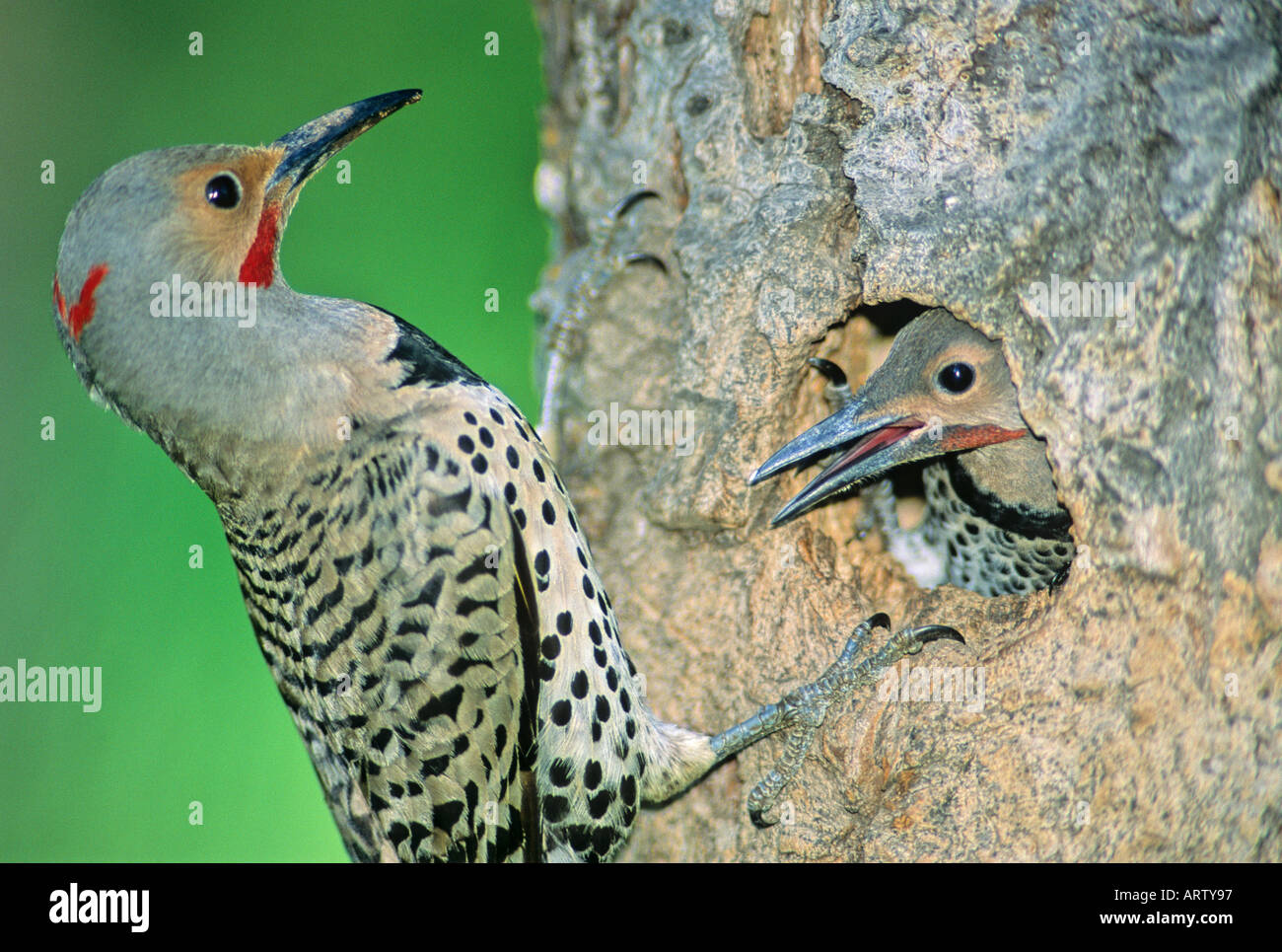 Northern uccelli di sfarfallio Foto Stock