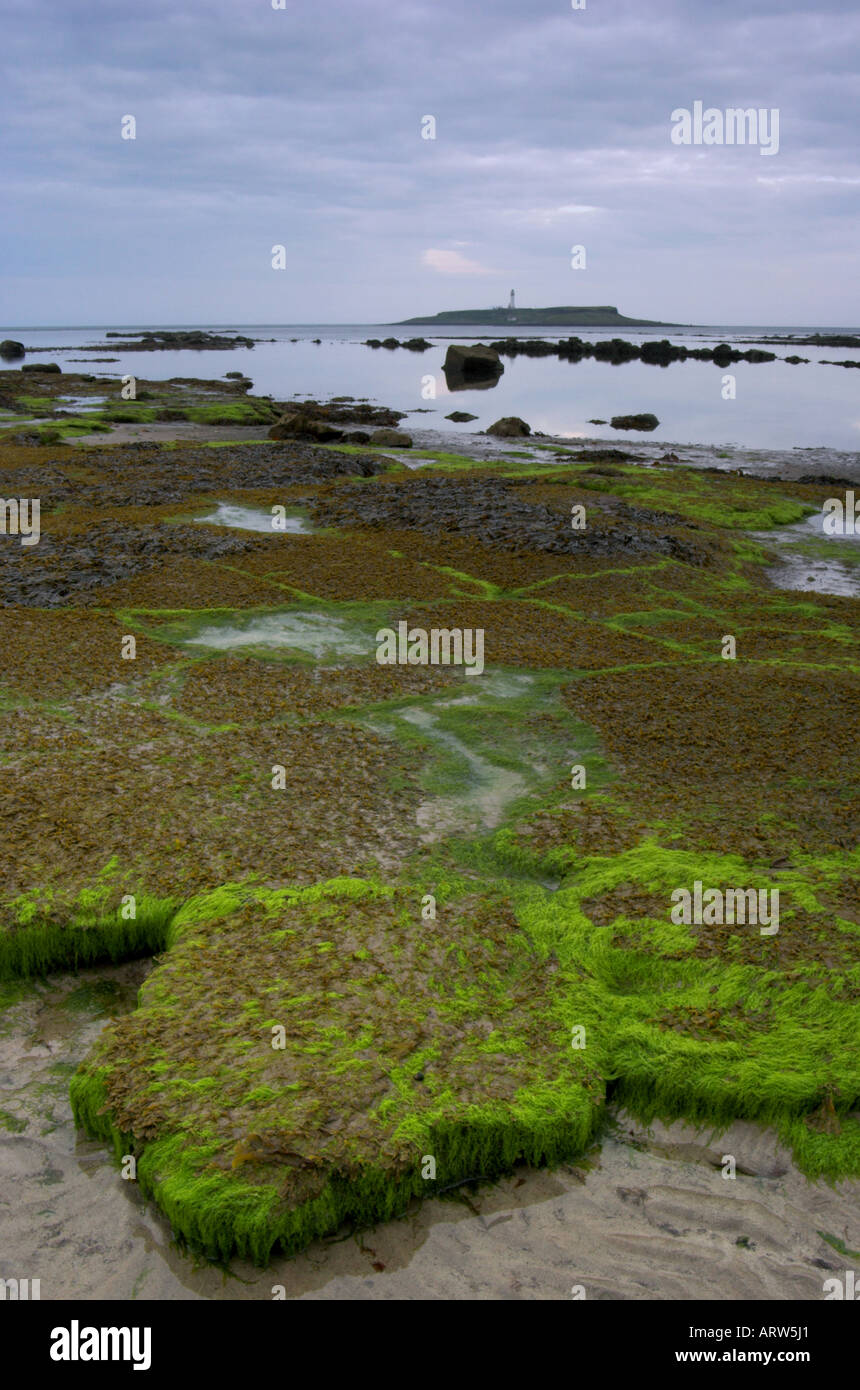 I modelli in le alghe in riva al Kildonan sull'isola di Arran con Pladda island e il faro in background Foto Stock