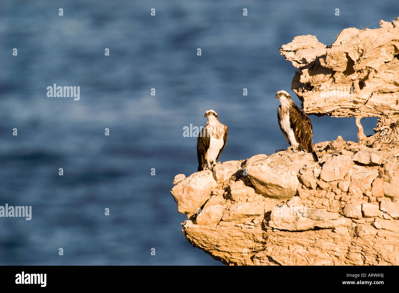 Una coppia di nidificazione Osprey su una scogliera Pandion haliaetus adulto coppia a nido o nido d'aquila pulcino di alimentazione Foto Stock