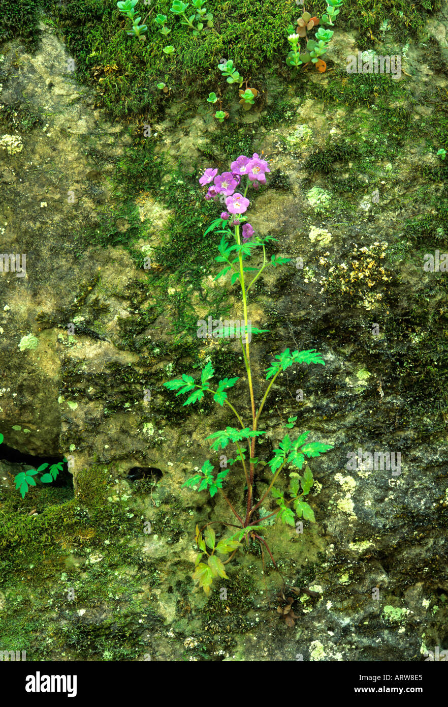 Viola Phacelia Phacelia bipinnatifida vicino Norris TN Foto Stock