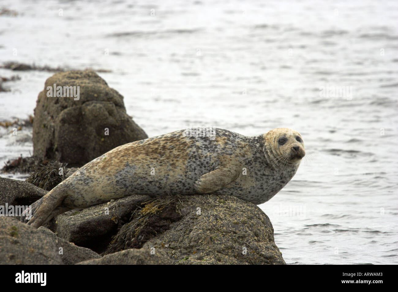 Foto della guarnizione comune Phoca vitulina crogiolarsi sulle rocce sull'isola di Arran Foto Stock