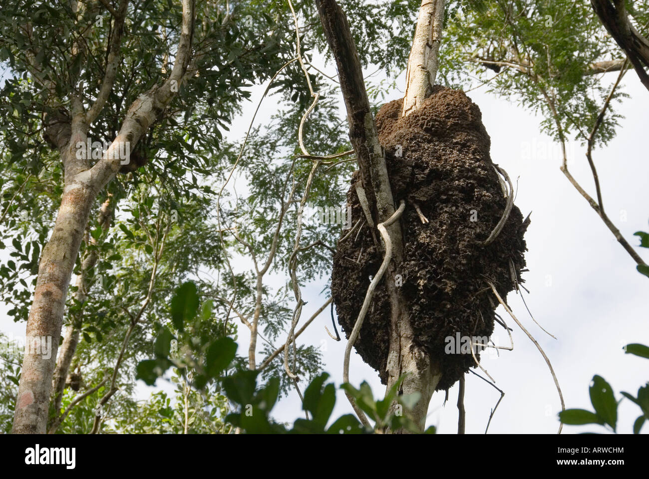 Termite nido appeso nella struttura ad albero nella giungla Coba Quintana Roo MEXICO 2007 NR Foto Stock