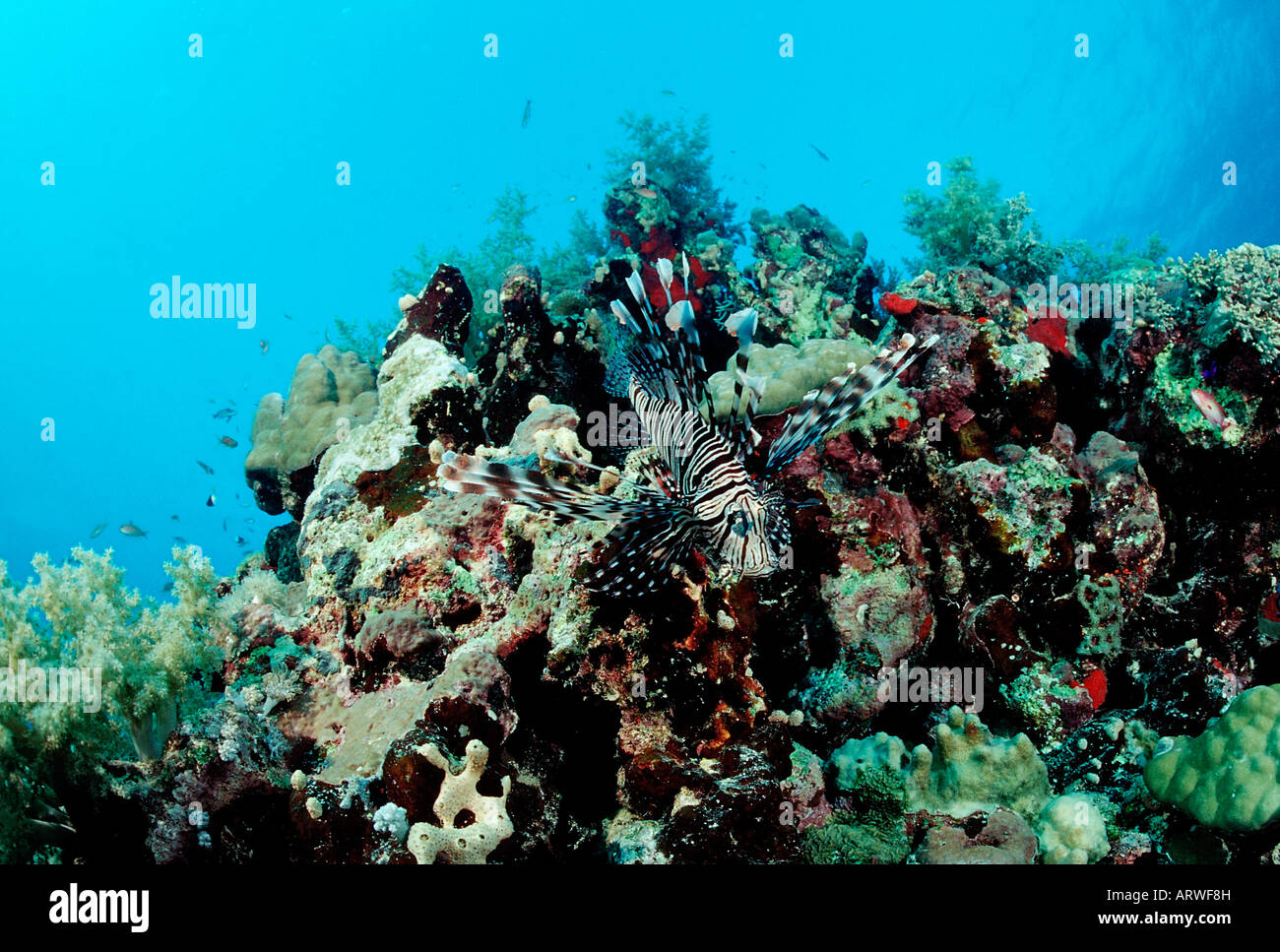Leone al Coral Reef pterois volitans mar rosso Sudan Foto Stock