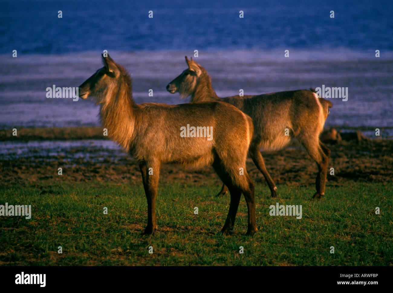 Waterbuck, waterbucks, con i capelli lunghi, shaggy-pelose, marrone rossiccio e rivestire, il lago Kariba, Bumi Hills, Mashonaland occidentale provincia, Zimbabwe Africa Foto Stock