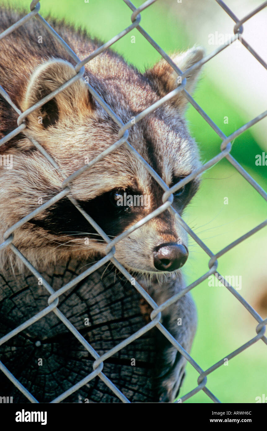 Raccoon in una gabbia Foto Stock