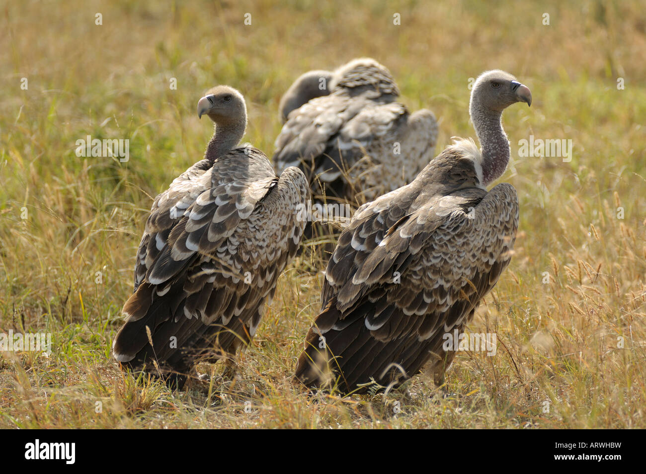 Gli avvoltoi,un gruppo di avvoltoi,Serengeti,Tanzania Foto Stock