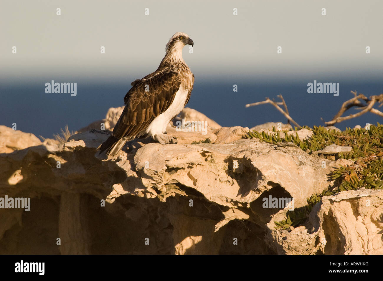 Lone Osprey nidi su una scogliera Pandion haliaetus adulto coppia a nido o nido d'aquila pulcino di alimentazione Foto Stock