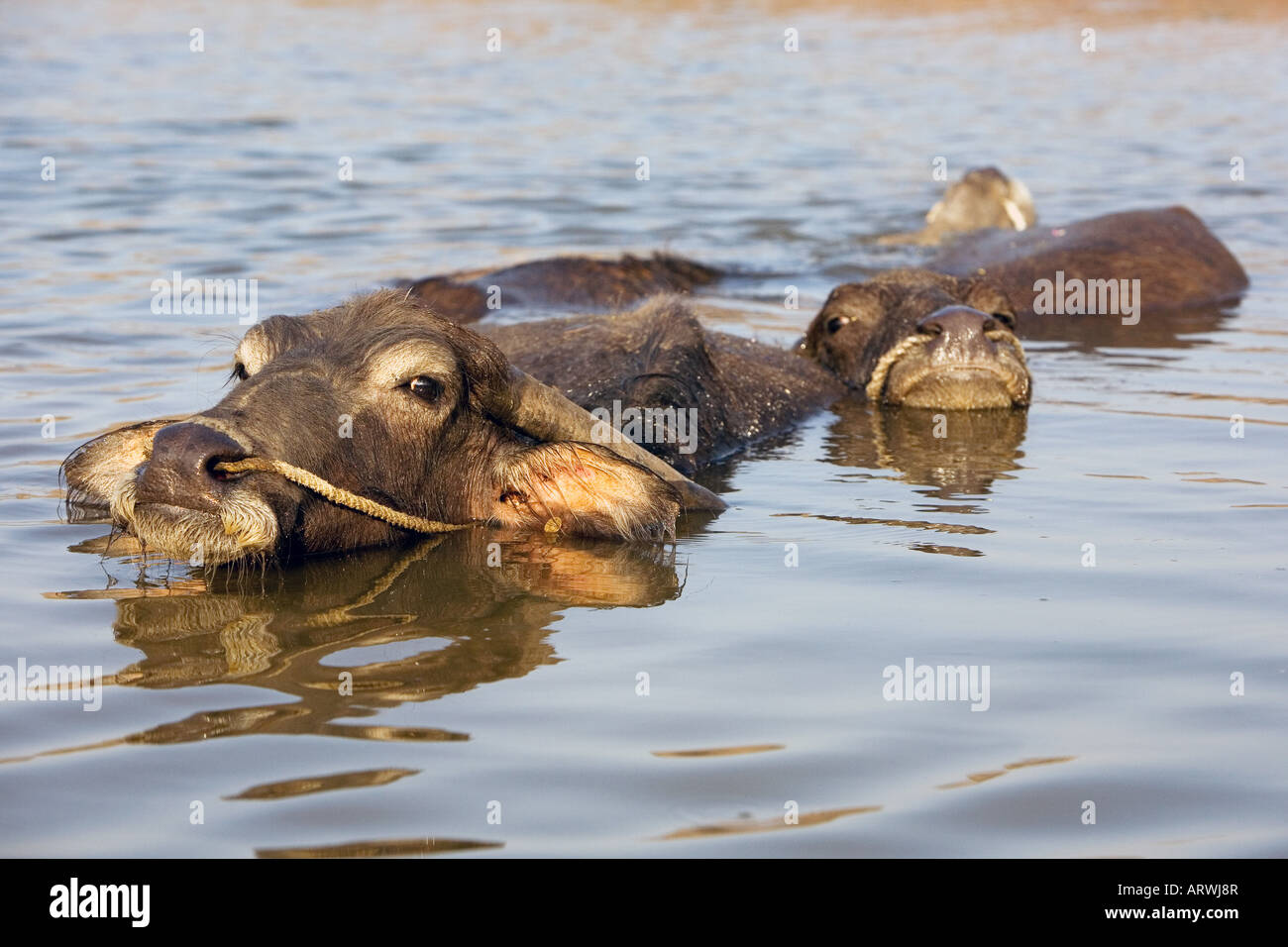 Bufalo d'acqua di raffreddamento in un lago indiano. Andhra Pradesh, India Foto Stock