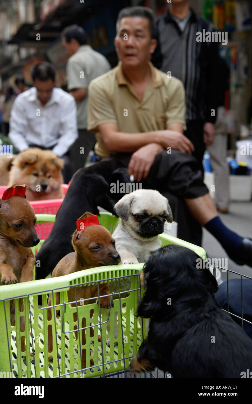 Il Pet Street Market mercato pacifica Qingping Lu Canton Guangzhou China cuccioli in vendita Foto Stock