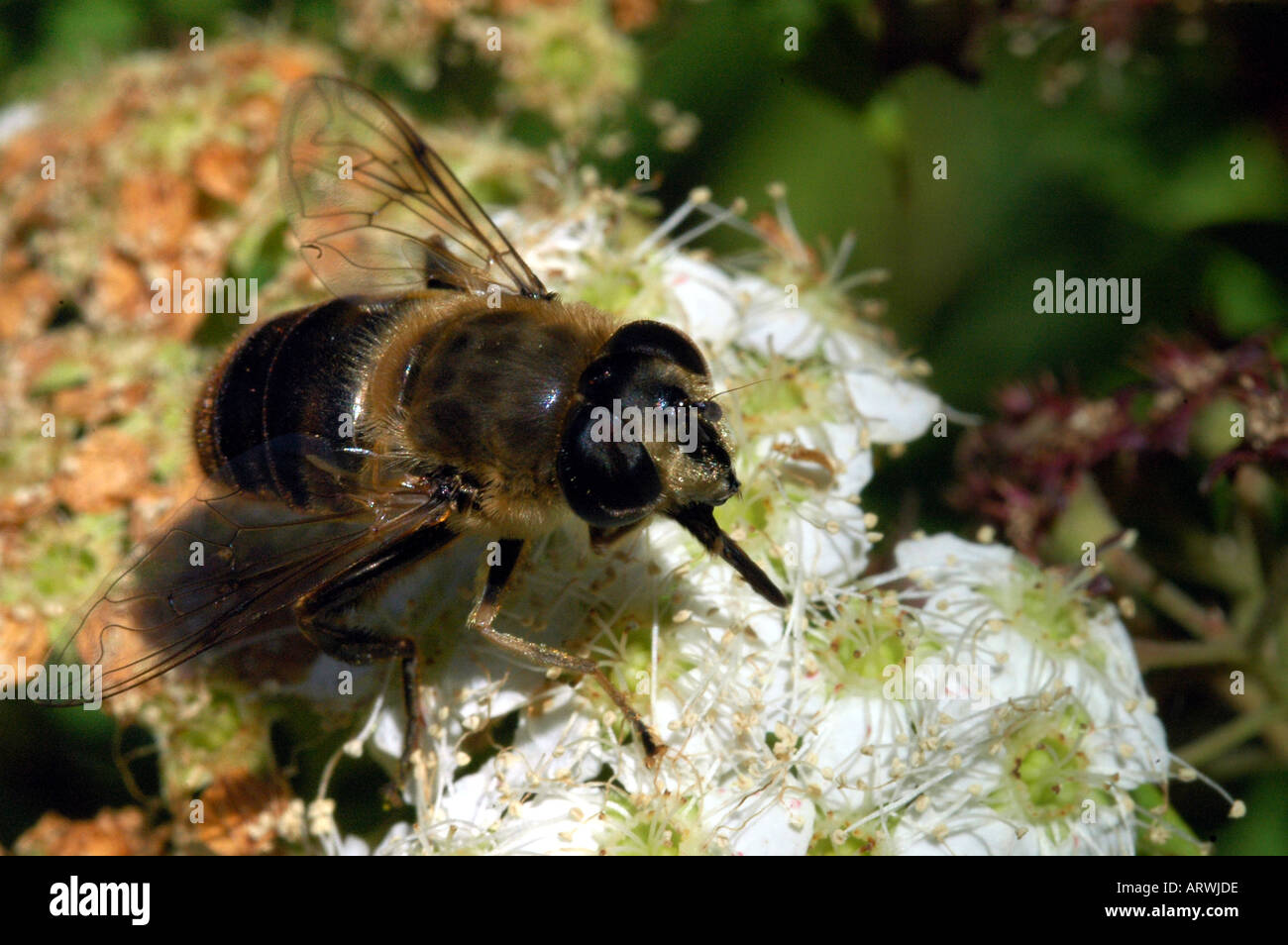 Ape su un fiore Foto Stock