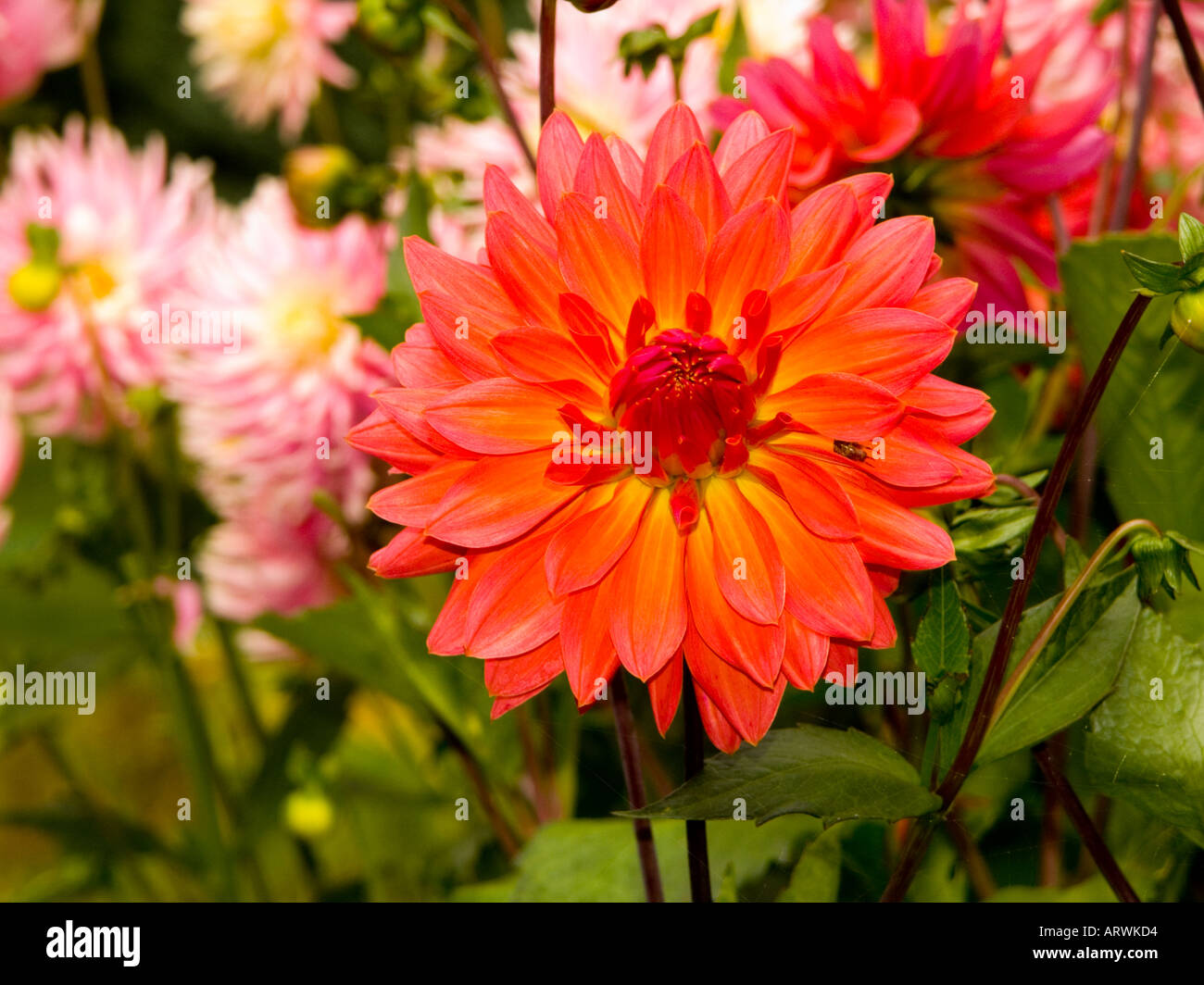 Dahlia Fiore che mostra un ingrandimento della pianta conosciuta come Incendio Magic Foto Stock