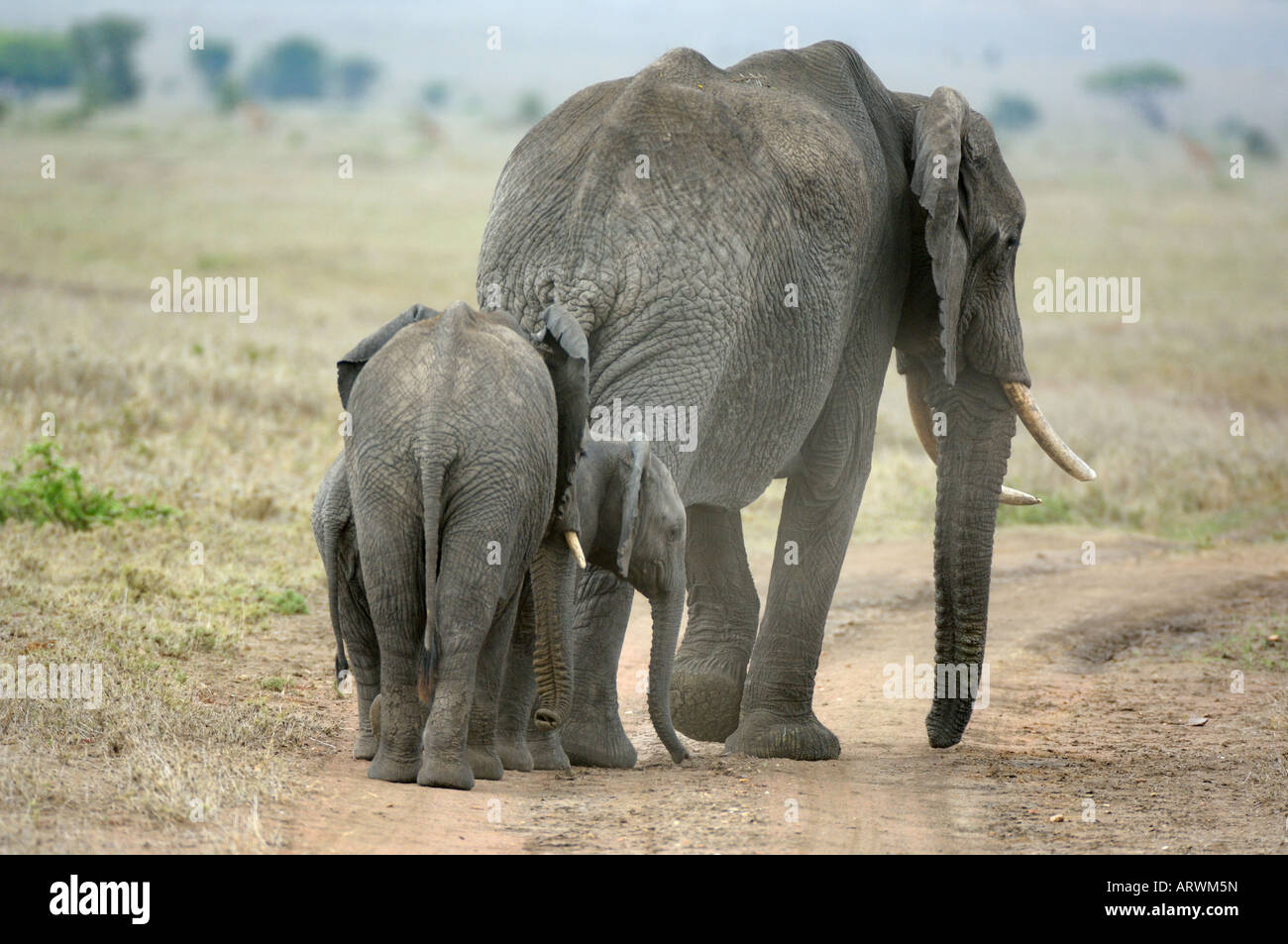 Cuccioli di elefante,retro di un branco di elefanti africani con i cuccioli in estrema siccità volta Gennaio 2006,Serengeti,Tanzania Foto Stock