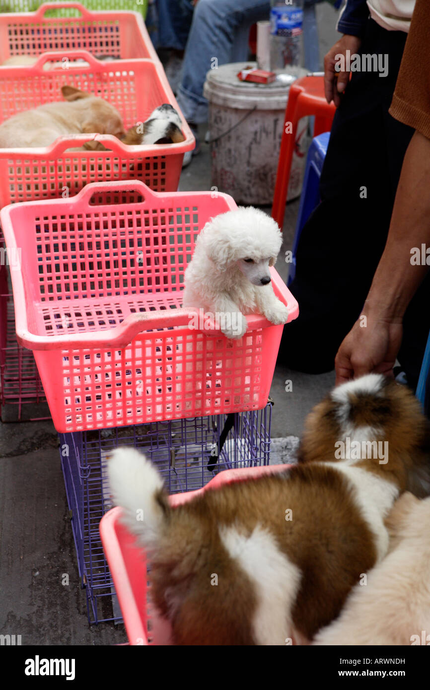 Il Pet Street Market mercato pacifica Qingping Lu Canton Guangzhou China cuccioli in vendita Foto Stock