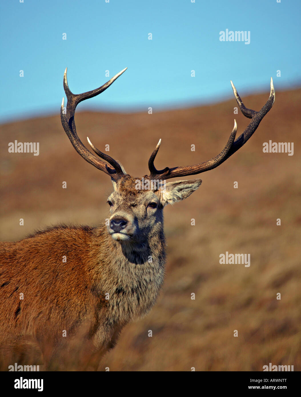 Close-up Red Deer cervo (Cervus elaphus), Lochaber, Scotland, Regno Unito, Europa Foto Stock
