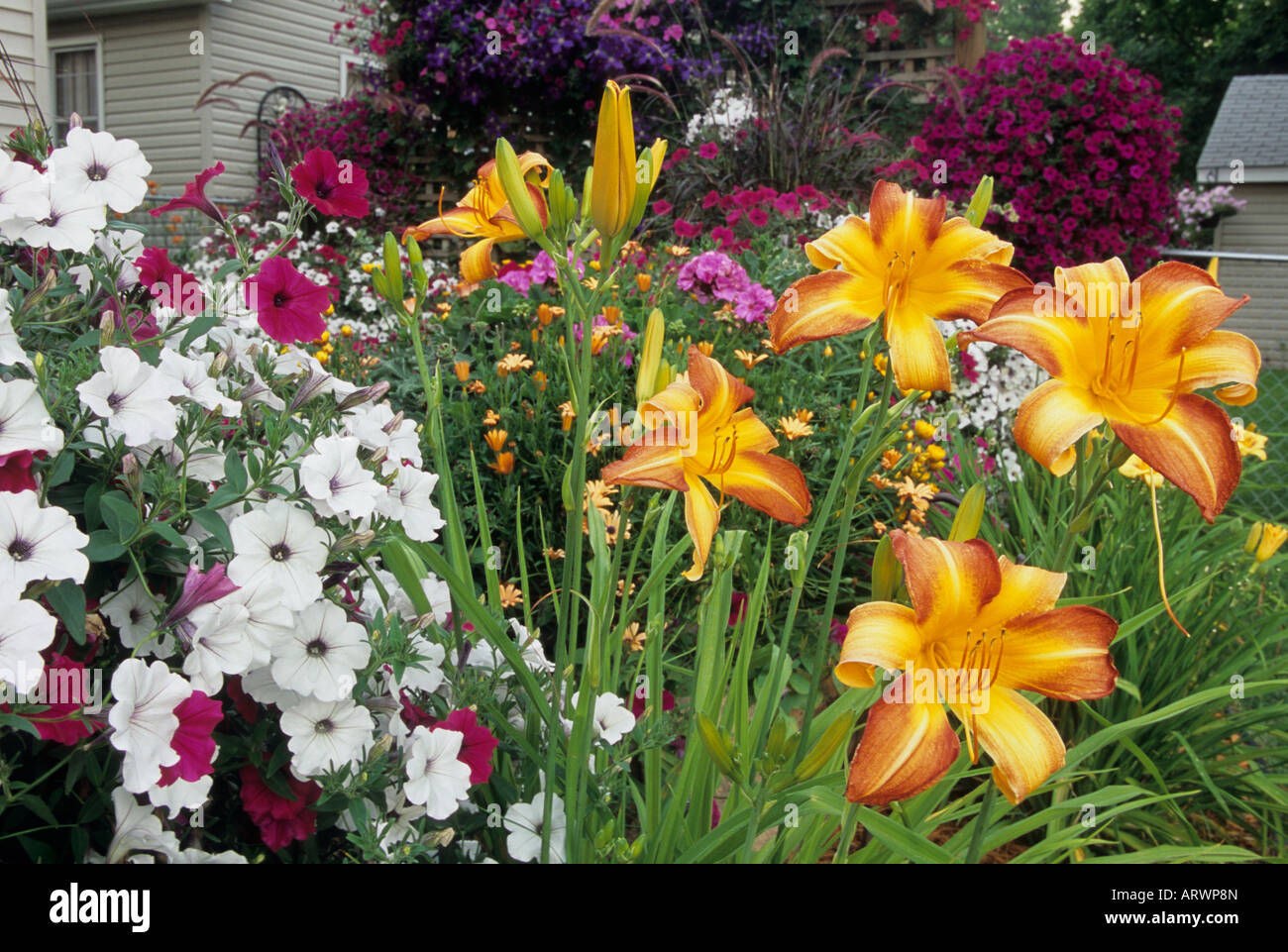 Ampio angolo di visione di DAYLILIES contro il fondale di nelle petunie nel midwestern Stati Uniti Giardino. Luglio. Foto Stock