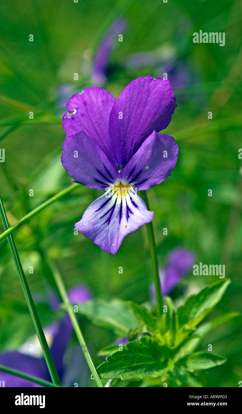 Violette crescente a Sofia in Bulgaria Foto Stock
