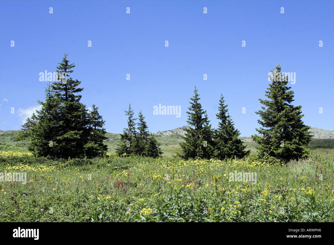 Alberi di pino in montagne Pirin vicino a Bansko in Bulgaria Foto Stock