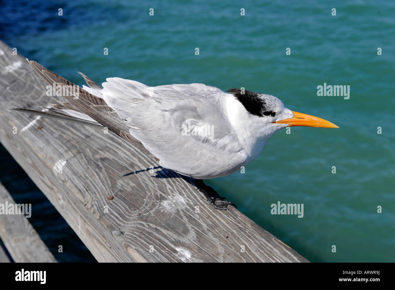 Royal Tern Sterna maxima Florida uccello di acqua Foto Stock