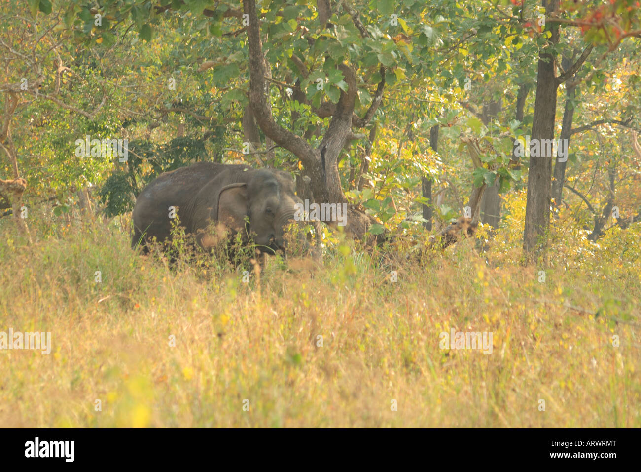 Wild Elefante Asiatico nel selvaggio Foto Stock