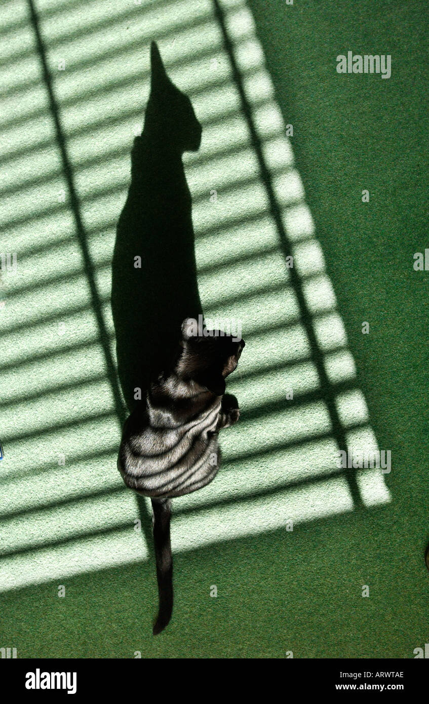 Alberi di luce del sole cadere attraverso un grazioso gatto nero seduto su un tappeto verde Foto Stock