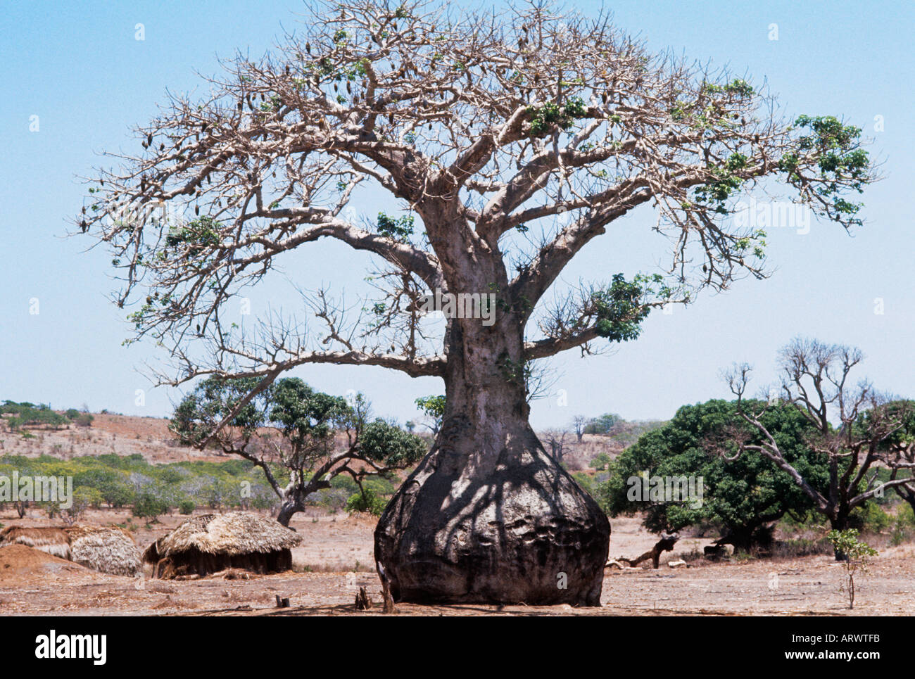 Alberi di baobab, tra le più grandi e più longlived, crescere a basse altitudini a secco di paesaggi, questa volta in Kenya Foto Stock