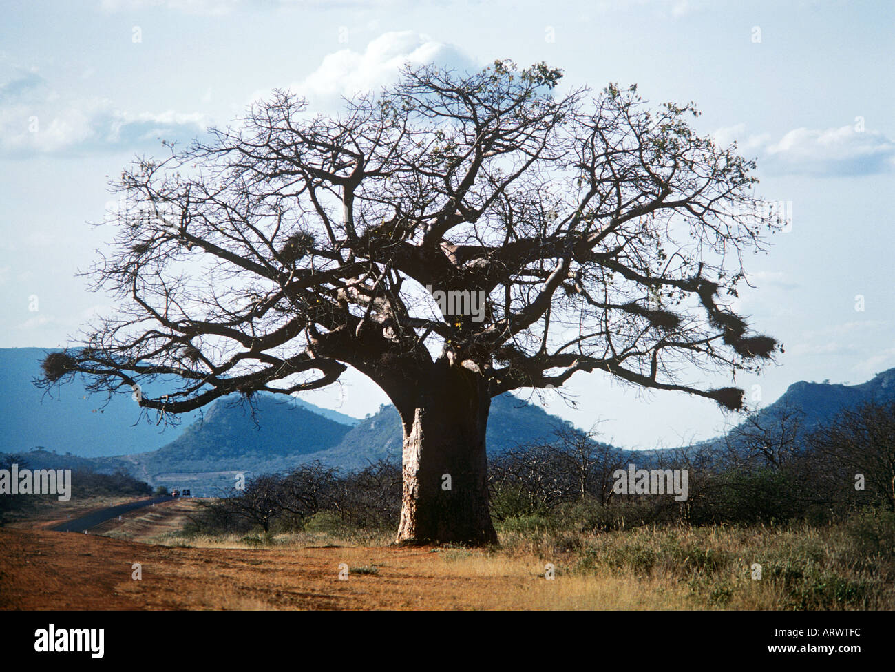 Alberi di baobab, tra le più grandi e più longlived, crescere a basse altitudini a secco di paesaggi, questa volta in Kenya Foto Stock