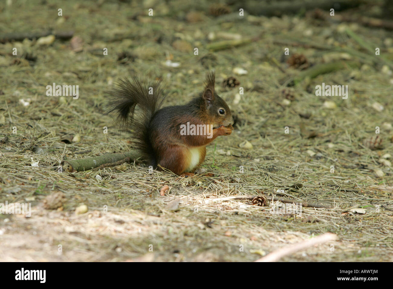 Scoiattolo rosso degli animali erba verde giornata soleggiata giornata di colore del livello dell'occhio natura nessuno al di fuori del profilo verticale vista laterale Lo Scoiattolo estate Foto Stock