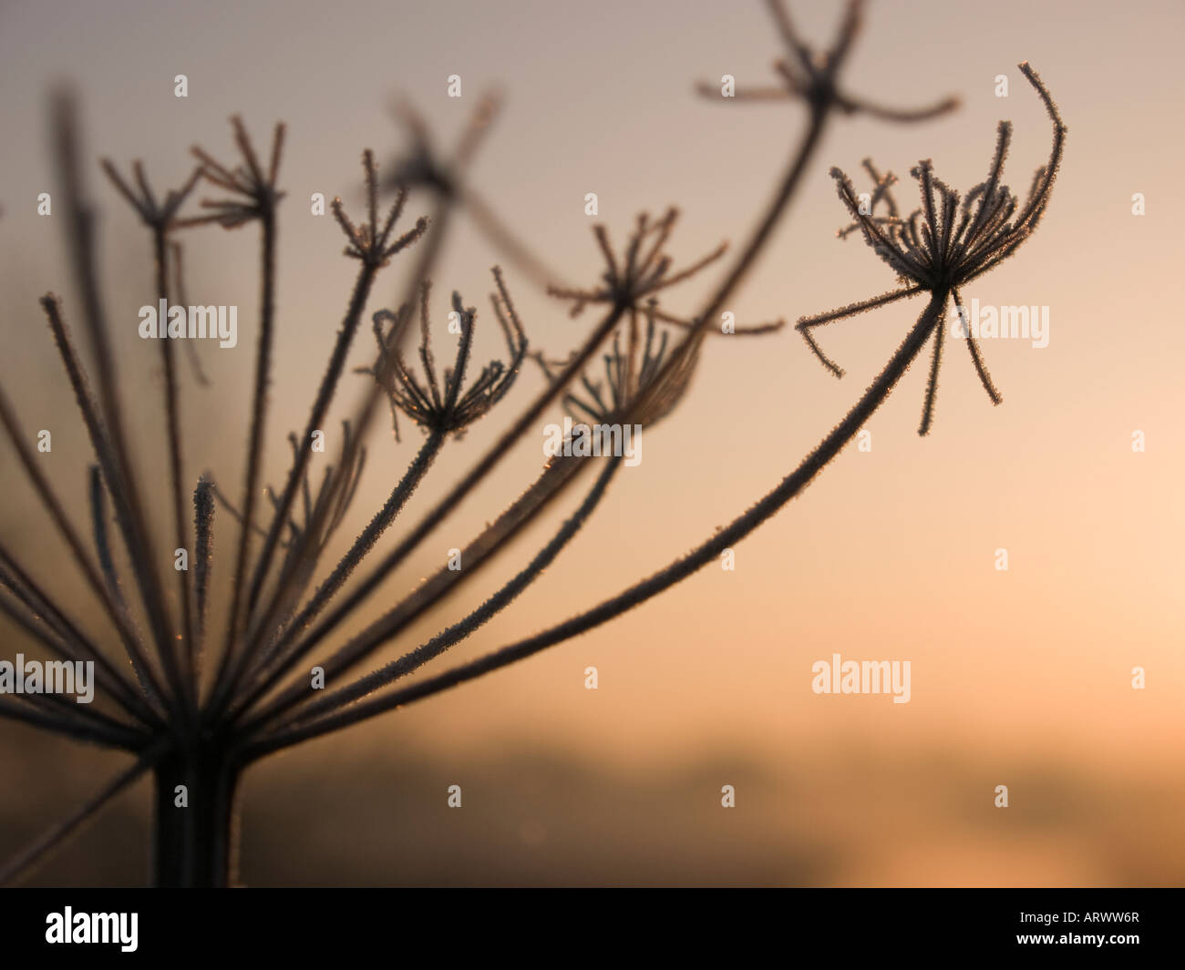 Vacca silhouette di prezzemolo Foto Stock