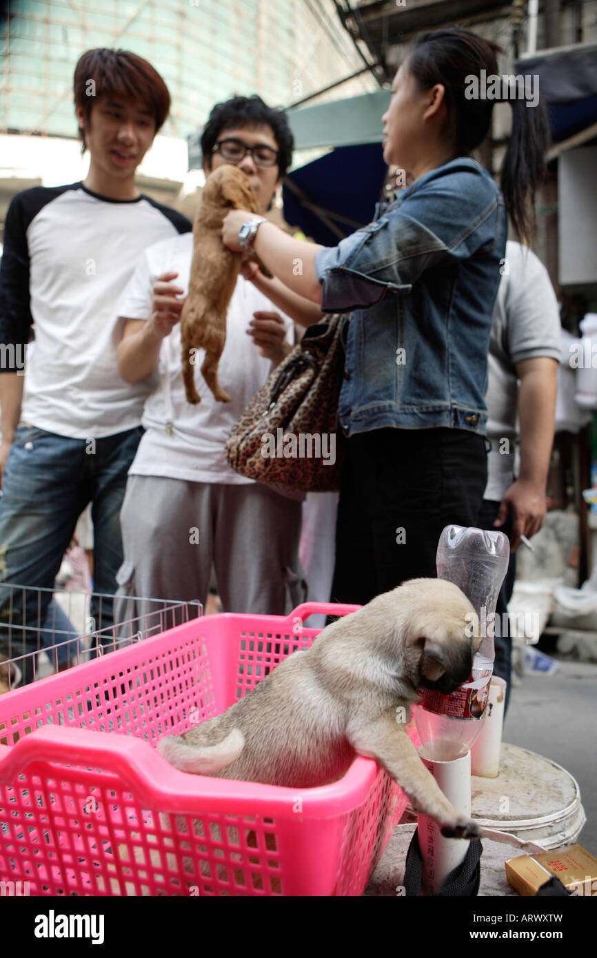 Il Pet Street Market mercato pacifica Qingping Lu Canton Guangzhou China cuccioli in vendita Foto Stock