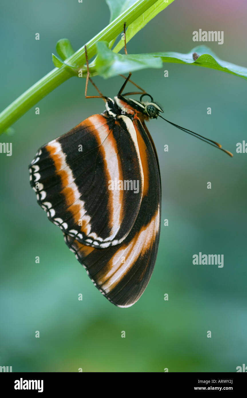 Tropical Heliconian butterfly fotografato in Callaway Gardens Butterfly House GA USA Foto Stock