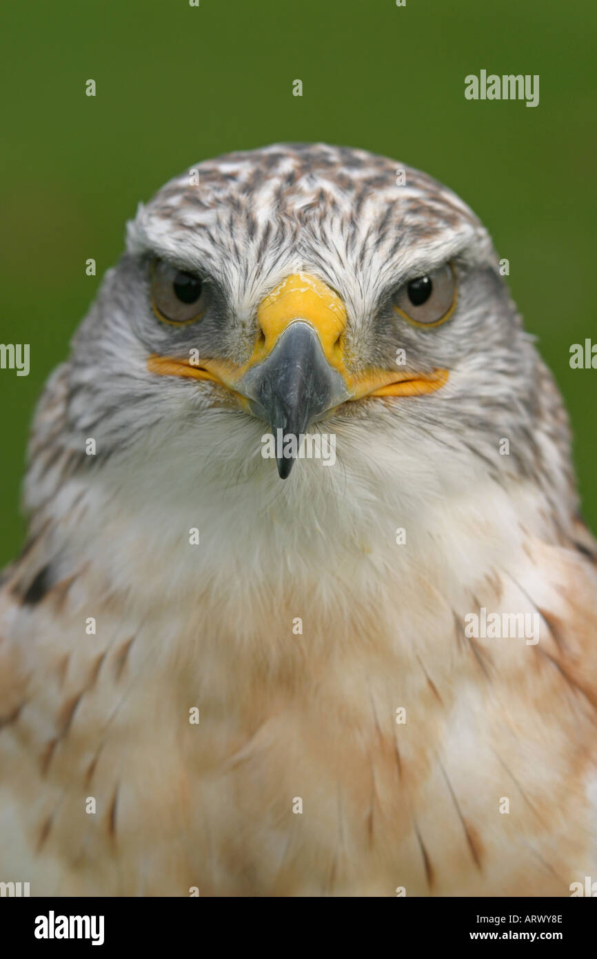 Falco ferruginosa, Buteo Regalis Foto Stock