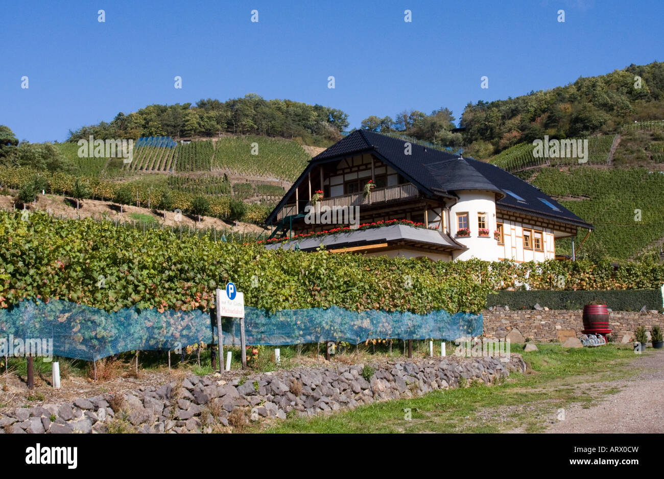 Mayschoss vigneti Valle dell'Ahr Eifel Germania Foto Stock