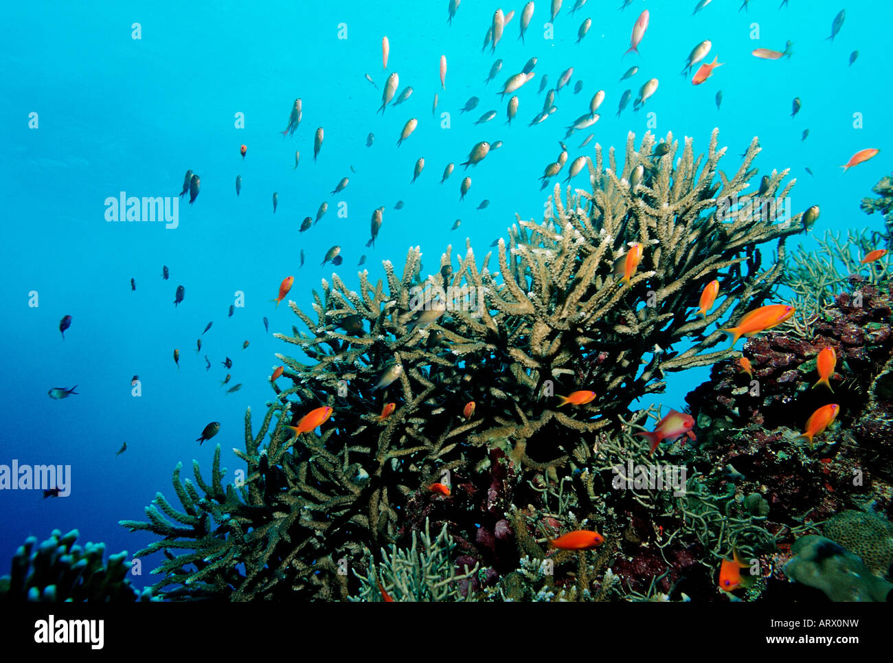 La Staghorn coral con Anthias mare rosso Sudan Foto Stock